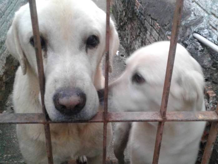 Adoção de Cachorro Itapeva/SP | Taison e Hanal | 6 anos Acima | Raça Labradores | tamanho Grande