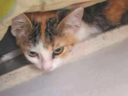 Gato Não sei a raça Pequeno 2-a-6-meses