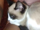 Gato Sianes Pequeno 2-a-6-meses