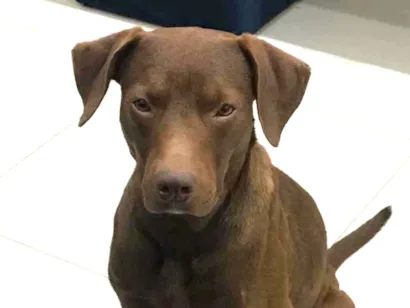 Cao Talvez labrador  Medio 7-a-11-meses