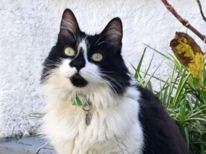 Gato  Medio 4-anos