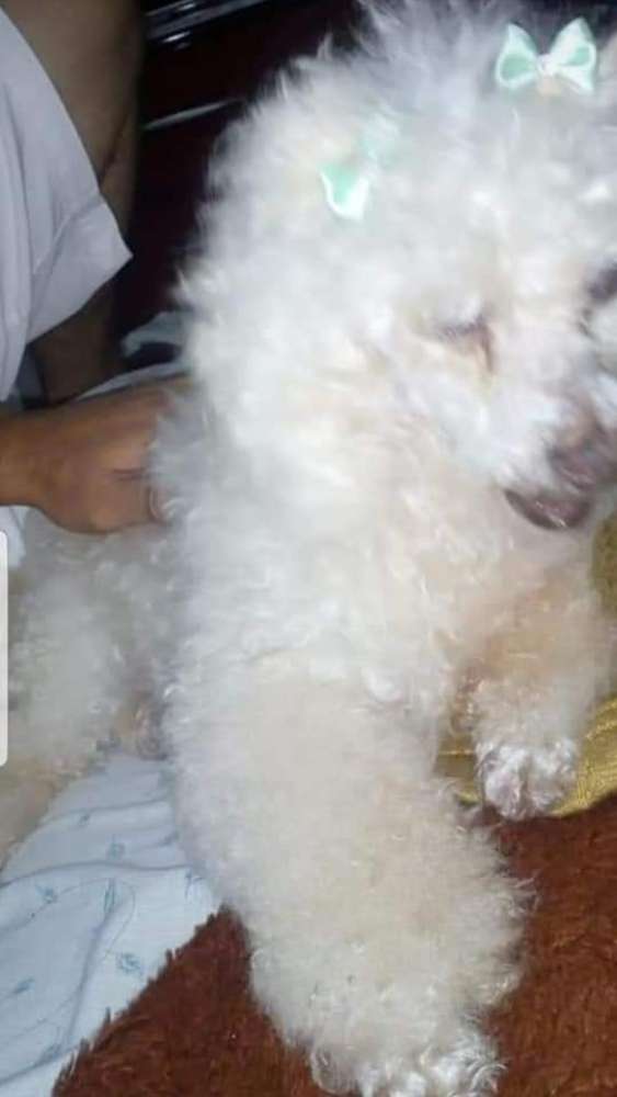 Belinha   perdida | foto 2