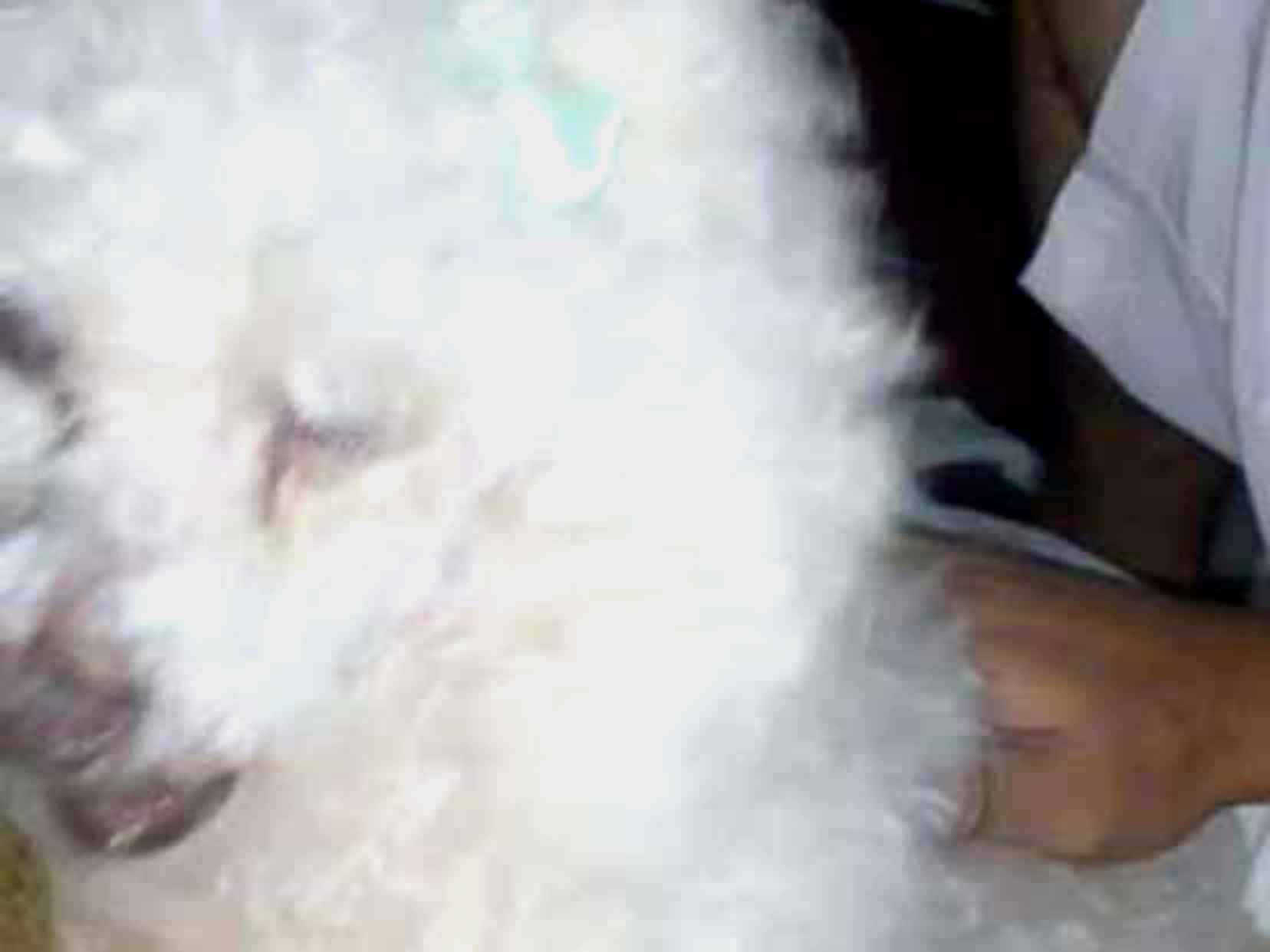 Belinha   perdida | foto 1