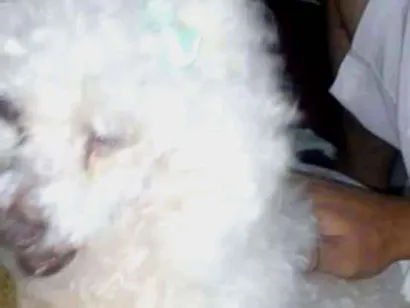 Cao Poodle  Medio 6-anos-Acima