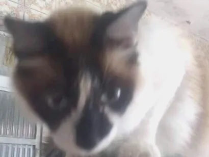 Gato indefinida Grande 6-anos-Acima
