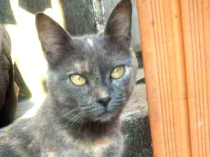 Gato Não sei Pequeno 2-a-6-meses