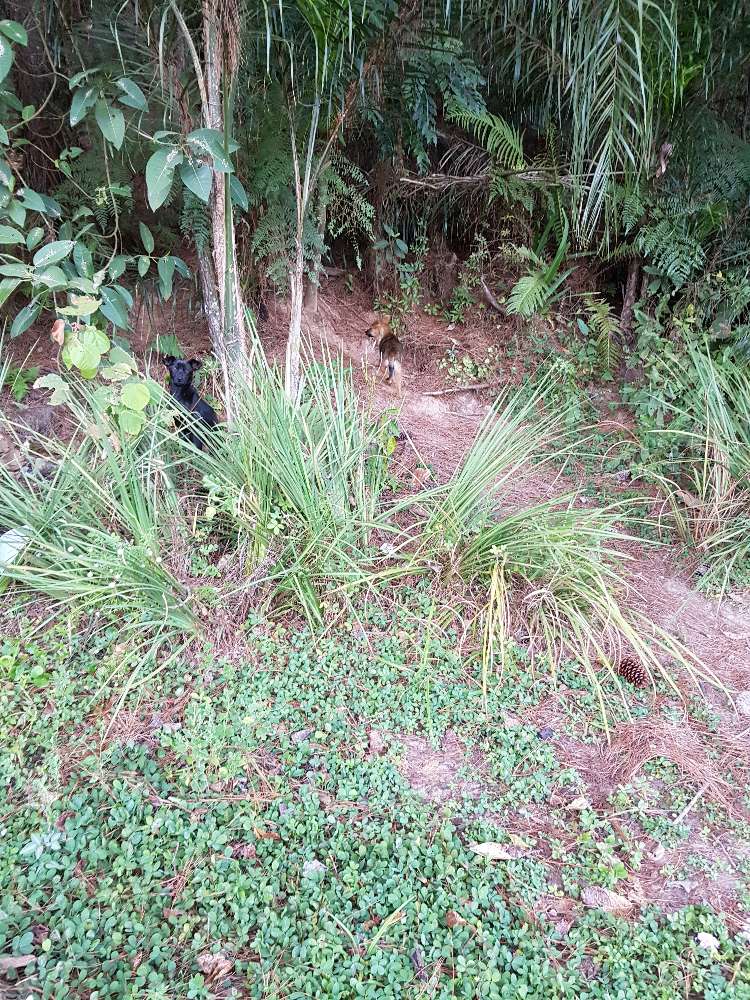 Filhotes abandonados  encontrado | foto 3