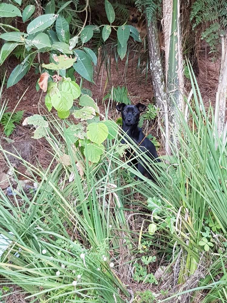 Filhotes abandonados  encontrado | foto 4