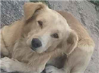Animal encontrado Cachorro tamanho Medio Macho 7-a-11-meses