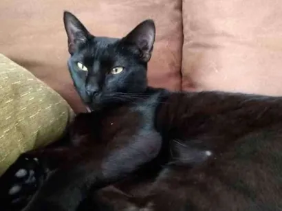 Gato SRD Medio 7-a-11-meses