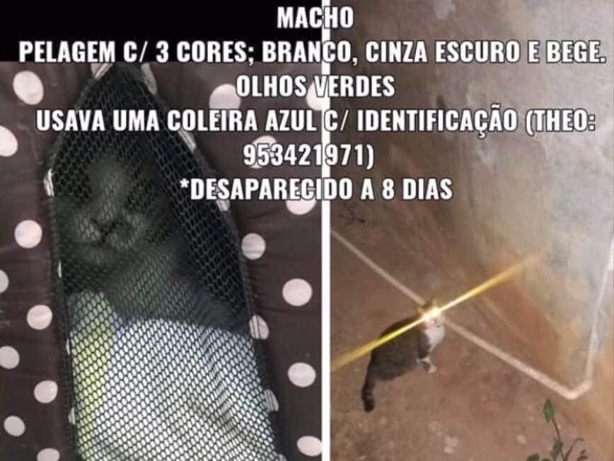 Procura-se esse Gato São Paulo/SP | Lolita | 5 anos | Raça SRD | tamanho Pequeno