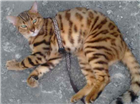 Gato Bengal Grande 6-anos-Acima