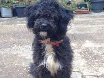 Cao Poodle Pequeno 2-anos
