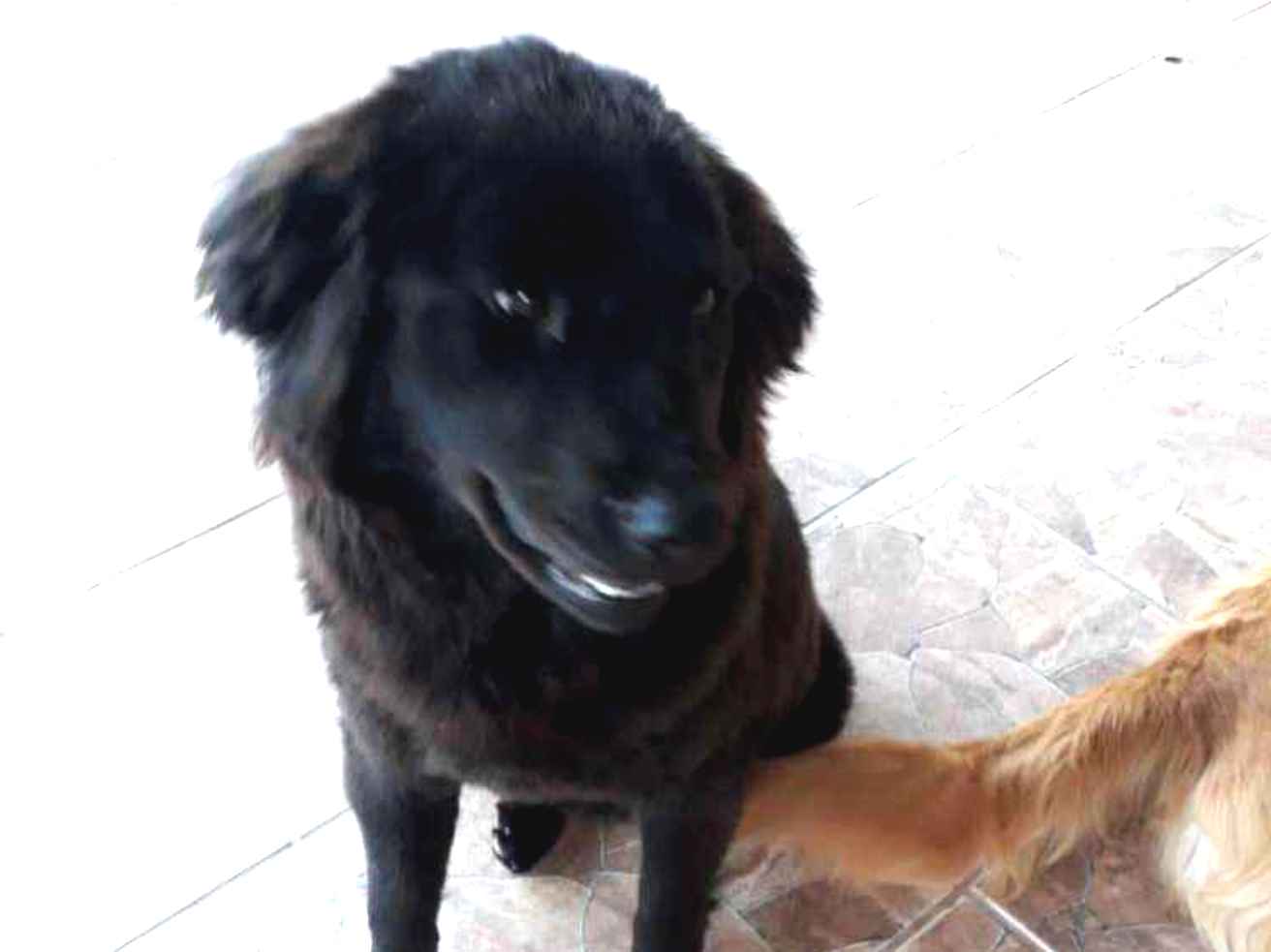 Adoção de Cachorro Jarinu/SP | Nega | 7 a 11 meses | Raça Não Identificada | tamanho Médio