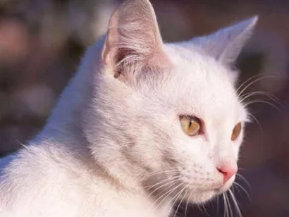 Gato Vira lata Grande 3-anos