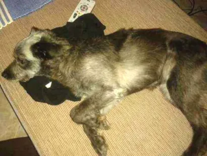 Cao Poodle com Vira lata  Medio 3-anos