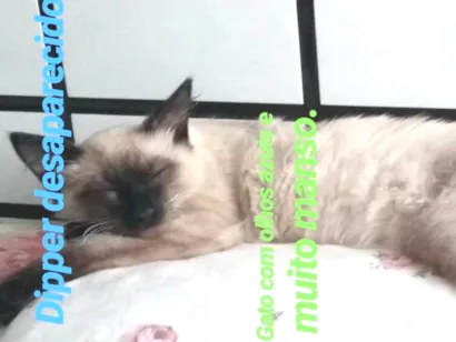 Gato Siamês Grande 2-anos