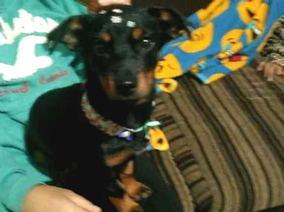 Cao Dachshund salsicha Pequeno 2-a-6-meses