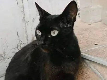 Gato Não sei Medio 1-ano