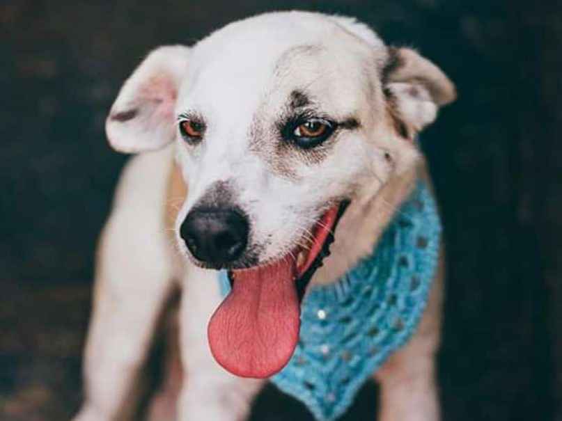 Adoção de Cachorro São Paulo/SP | Pandora  | 7 a 11 meses | Raça SRD | tamanho Pequeno