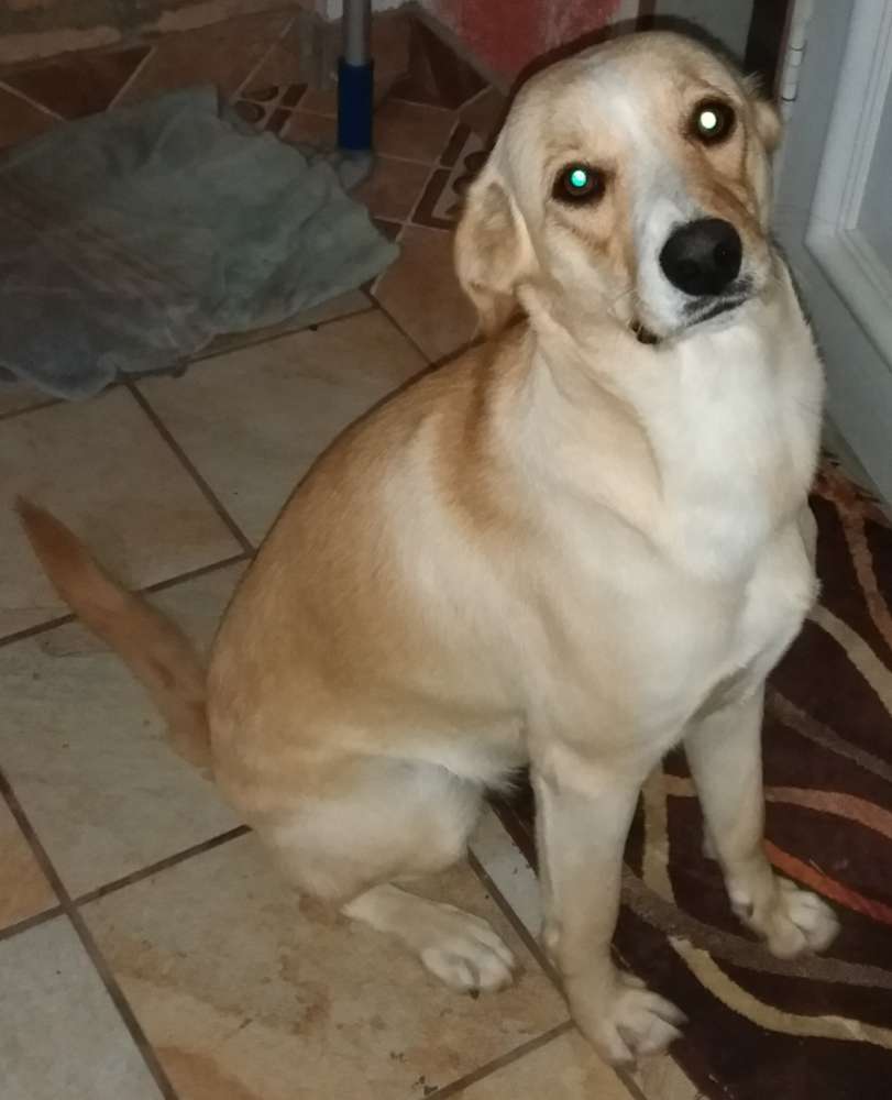 Menina  encontrada | foto 2