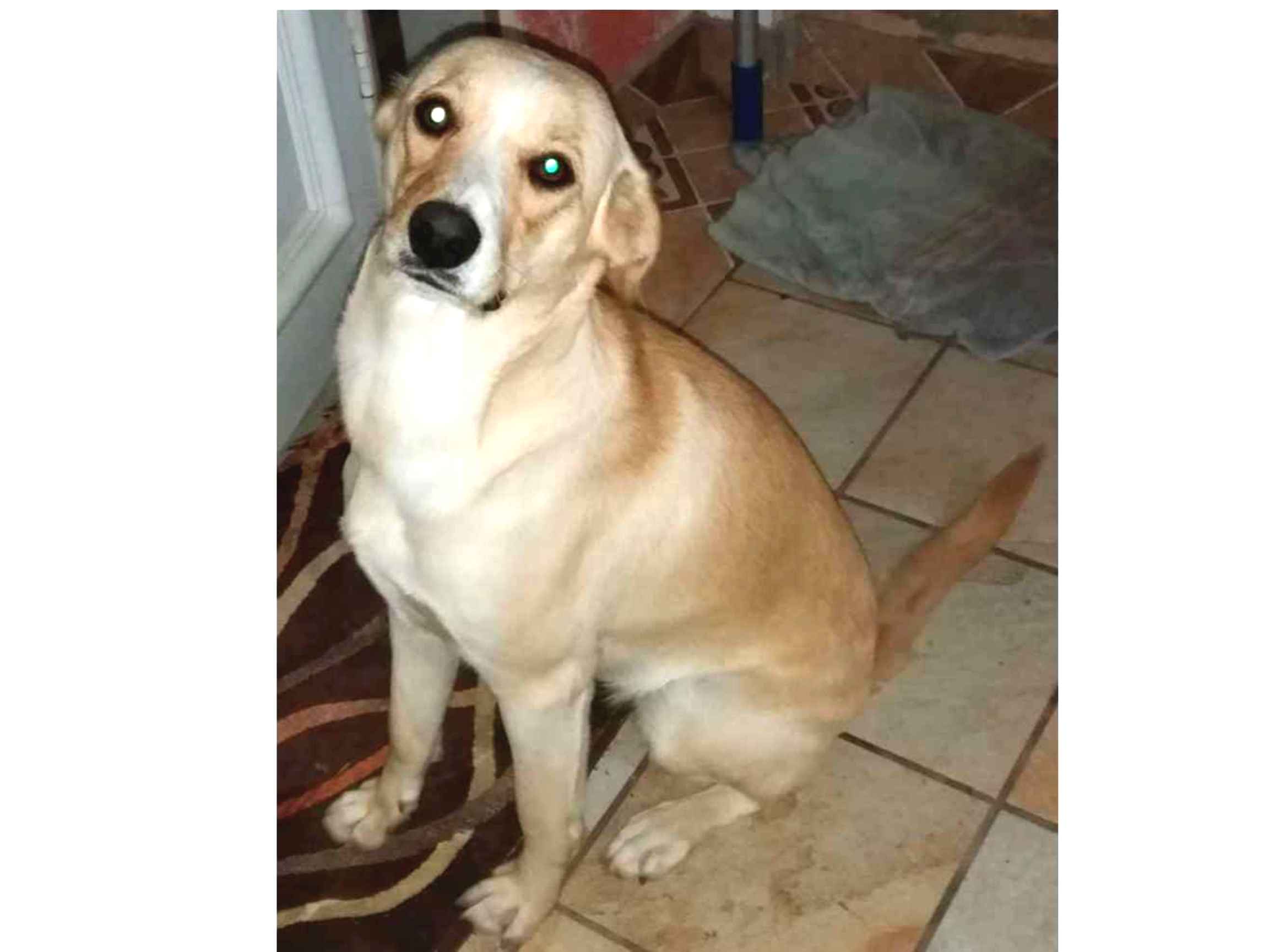 Menina  encontrada | foto 1