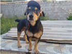 Cao Terrier brasileiro Medio 6-anos-Acima