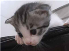 Gato Pelo curto Pequeno Abaixo-de-2-meses