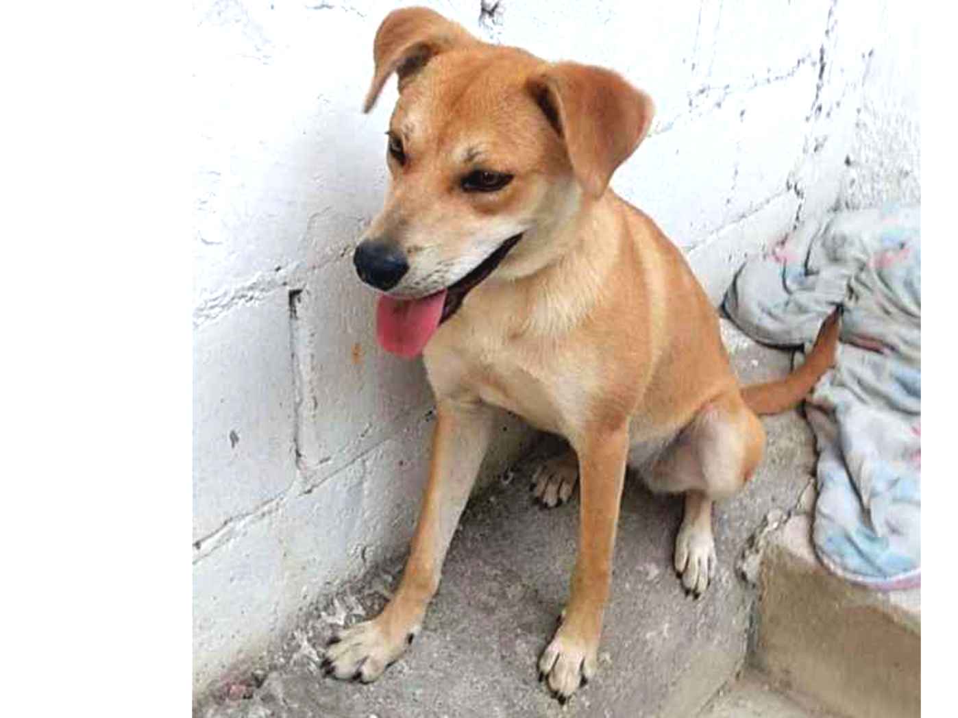 Adoção de Cachorro São Paulo/SP | Mara | 7 a 11 meses | Raça Vira lata | tamanho Médio