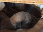 Cachorro tamanho Grande Ambos Abaixo-de-2-meses para adoção