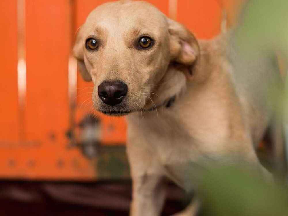 Adoção de Cachorro São Paulo/SP | BIA-MIX DE BOXER | 2 anos | Raça SRD  | tamanho Grande