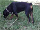 Cao Rottweiler Grande 2-anos