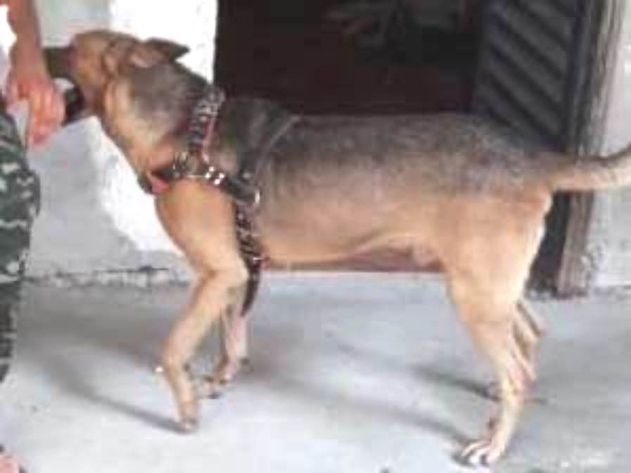 Adoção de Cachorro Franco da Rocha/SP | Julie  | 2 anos | Raça Vira lata  | tamanho Pequeno