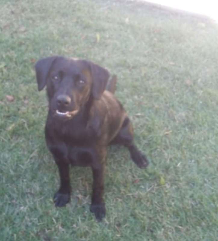 Belinha GRATIFICA  perdida | foto 3