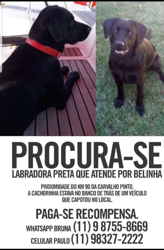 Belinha GRATIFICA  perdida | foto 4