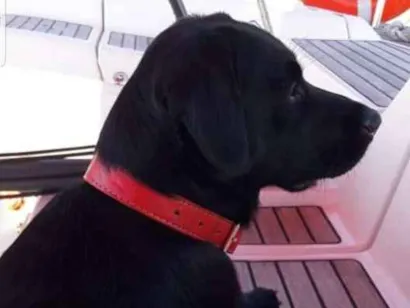 Cao labrador Medio 2-anos
