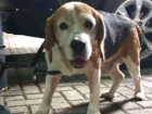 Cao beagle Medio 6-anos-Acima