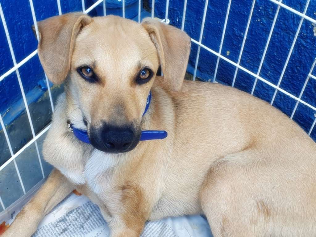 Adoção de Cachorro São Paulo/SP | TURMINHA DA CID | 2 a 6 meses | Raça SRD | tamanho Médio