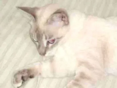 Gato Siamesa Medio  