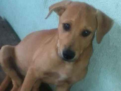 Adoção de Cachorro Rio de Janeiro/RJ | Fofinho | 2 a 6 meses | Raça Vira lata | tamanho Médio