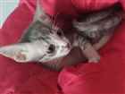 Gato Mestiça; Siamês e Tuxedo Pequeno 2-a-6-meses