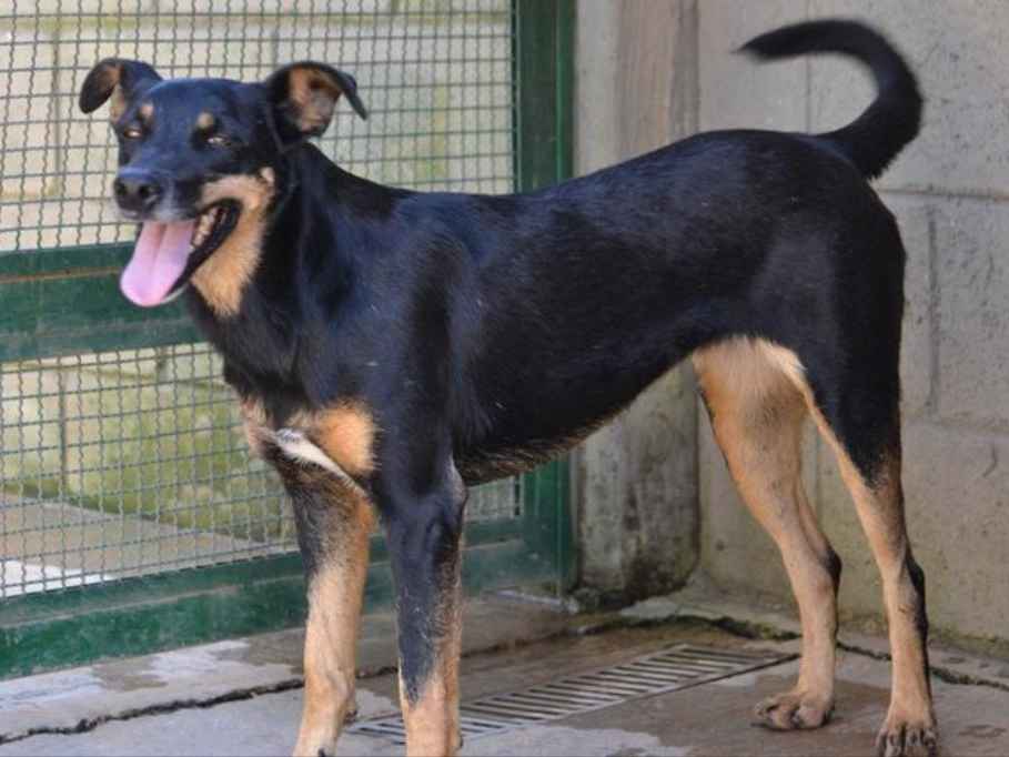 Adoção de Cachorro São Paulo/SP | BONGO, uma delícia  | 6 anos Acima | Raça SRD | tamanho Médio