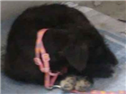 Cachorro tamanho Pequeno Femea 2-a-6-meses para adoção