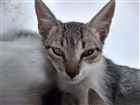 Gato Gato de pelo curto Brasileiro Pequeno 2-a-6-meses