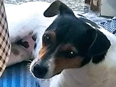 Cao Fox Paulistinha Pequeno 3-anos