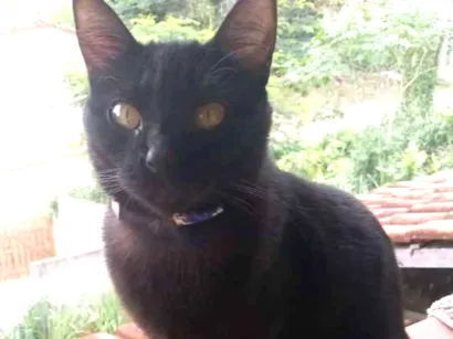 Gato SRD Pequeno 2-anos