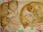 Gato Sem raça Pequeno 2-a-6-meses