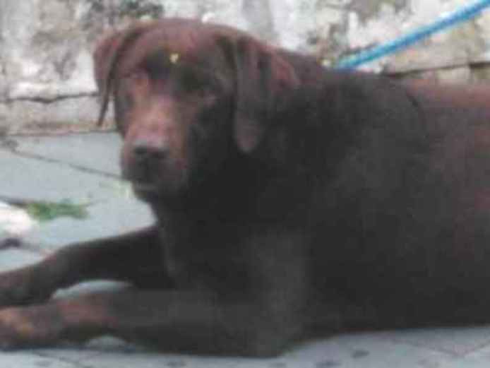 ?.  encontrada | foto 1