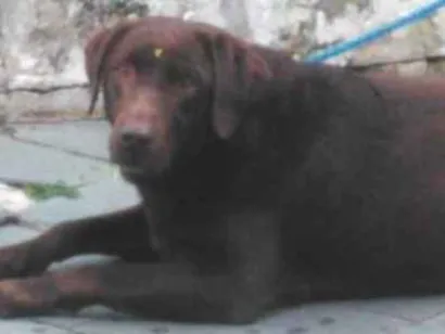 Cao labradora Medio 6-anos-Acima