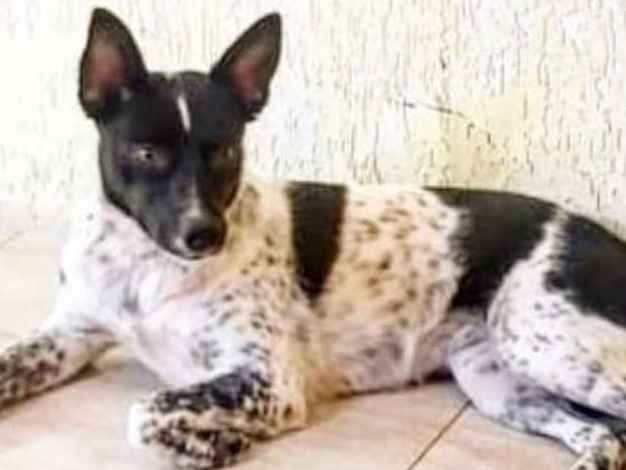 Adoção de Cachorro Porto Alegre/RS | Maya | 2 a 6 meses | Raça SRD | tamanho Médio